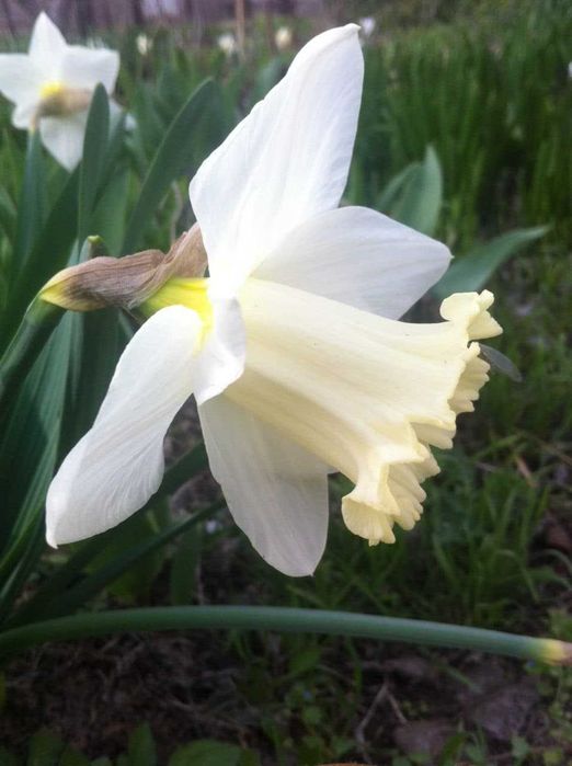 луковицы сортовых тюльпанов,трубчатых нарциссов,белых гиацинтов