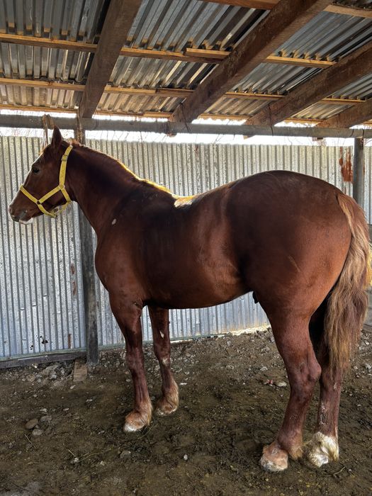 4 жасар дөнен сатылады