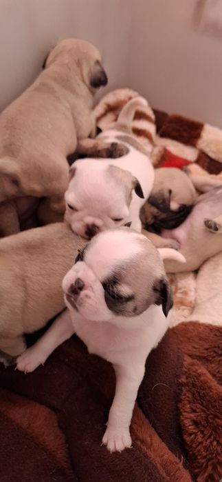 Продам щенков МОПСА