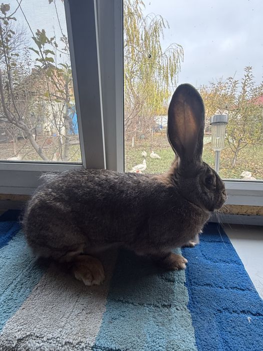 Vand iepuri Urias German