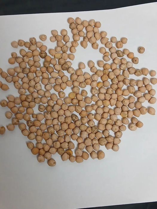 Жмых.Зерновой клуб!