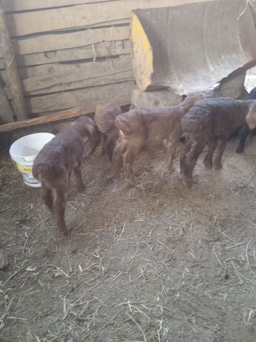 Козы сатылады козылар