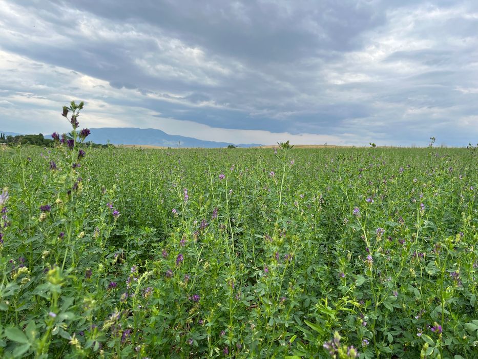 Сена для скота!!!