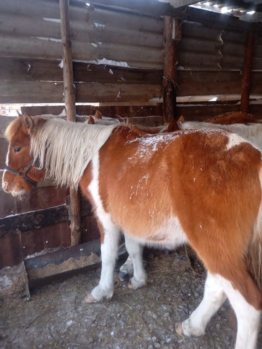 Продаётся лошадь