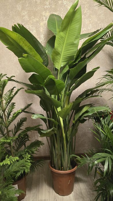 Стрелиция 200 см.