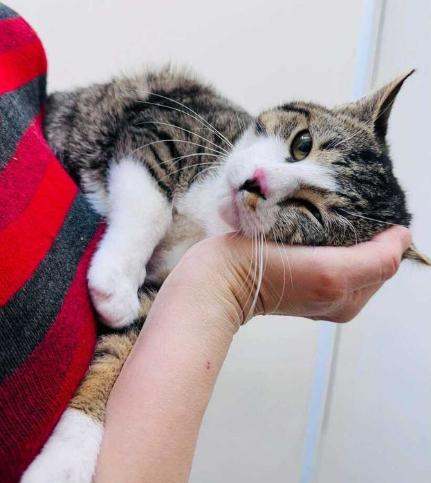 Коте Рио търси своя дом