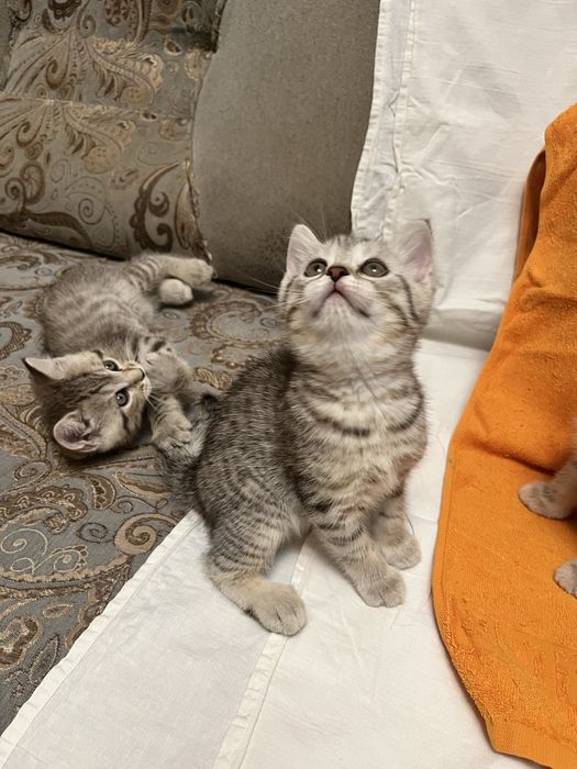 Отдам котят в добрые руки