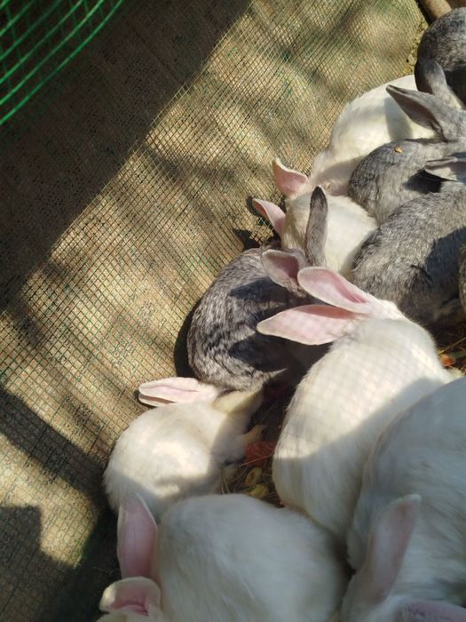 Zotdor quyonlar sotiladi