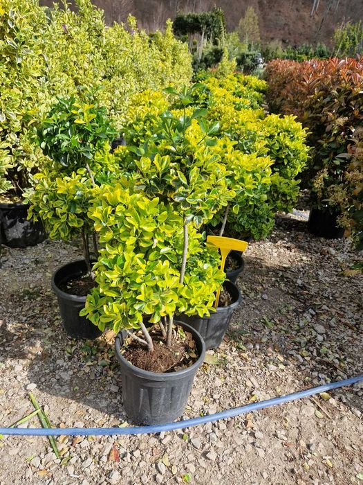 Plante pentru Spatii Verzi si Curti