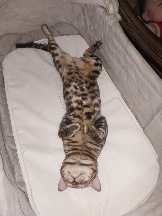 Бенгальский кот на вязку