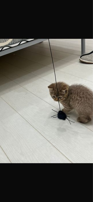 Отдам в хорошие руки кошечку британку