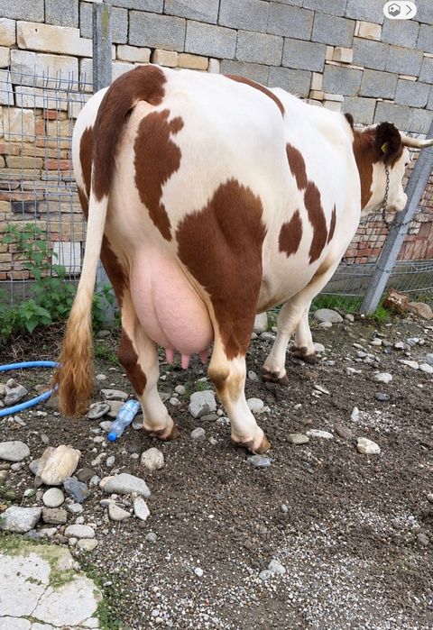 Vaca Baltata Romaneasca