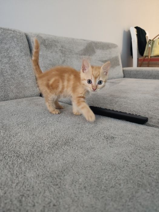 Продам двух котов.