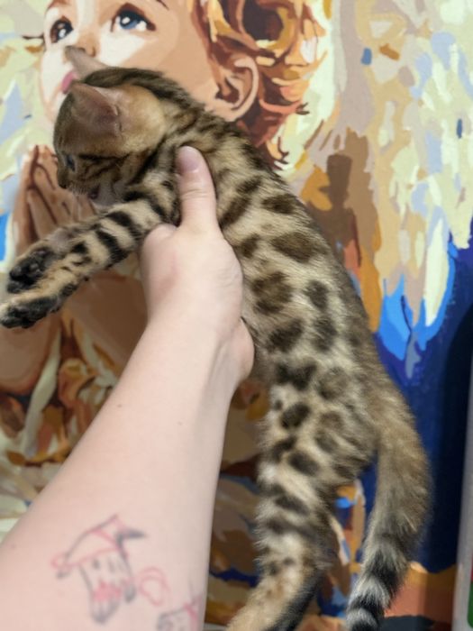 Продам бенгал котенка