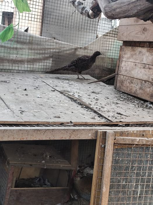 Продам срочно фазанов