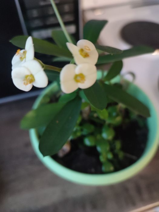 Молочай Миля белый.