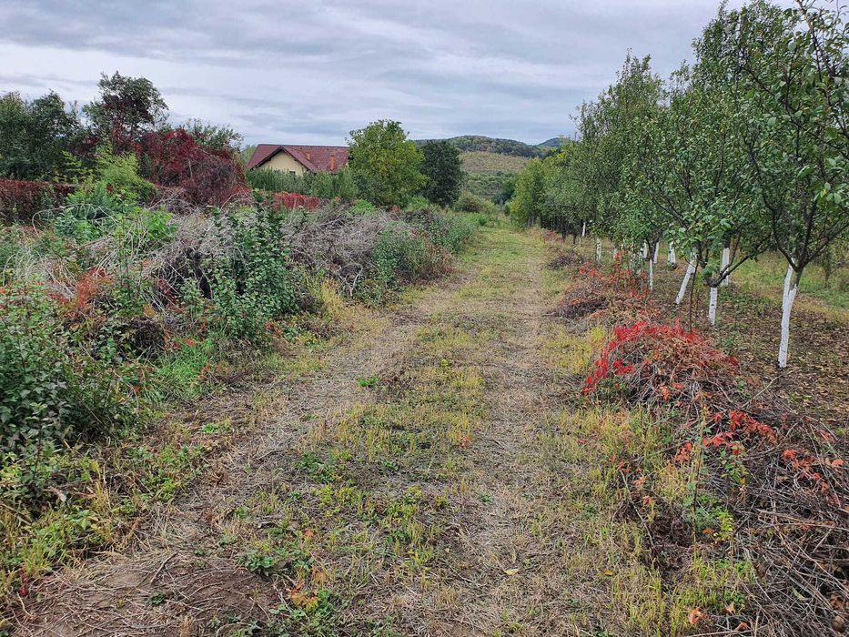 Teren 1200 mp curti constructii si cota 
drum Rm Valcea Goranu Lespezi