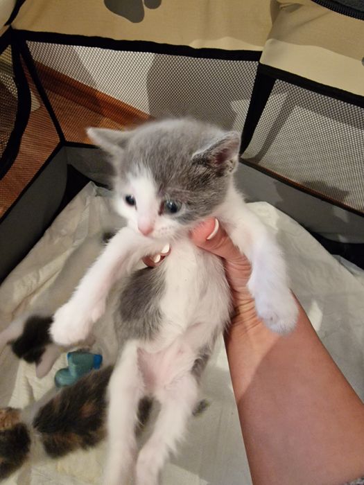 Отдам котят в добрые руки