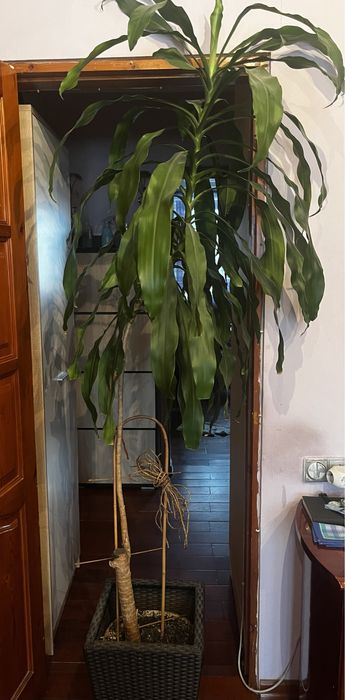 Продам   пальму  ,