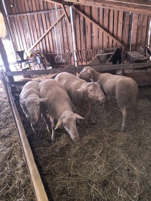 Vând berbeci laconi