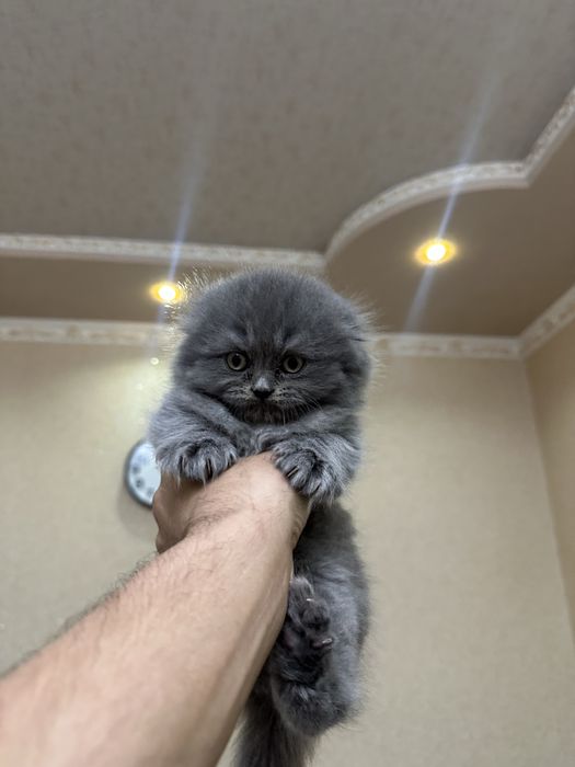 Scottish fold elite sotiladi
