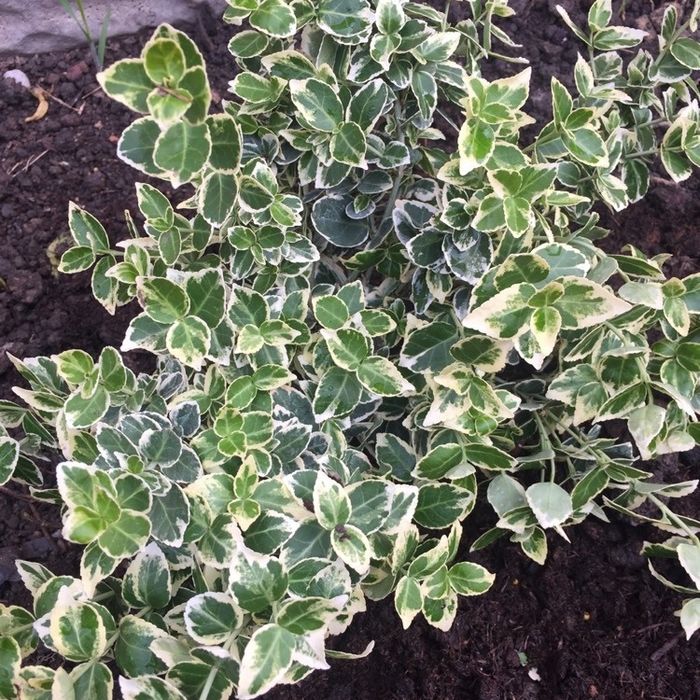 Кустарники цветущие,спирея вейгела гортензия