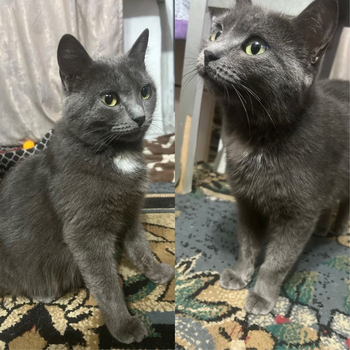 Ласковая кошечка ищет дом
