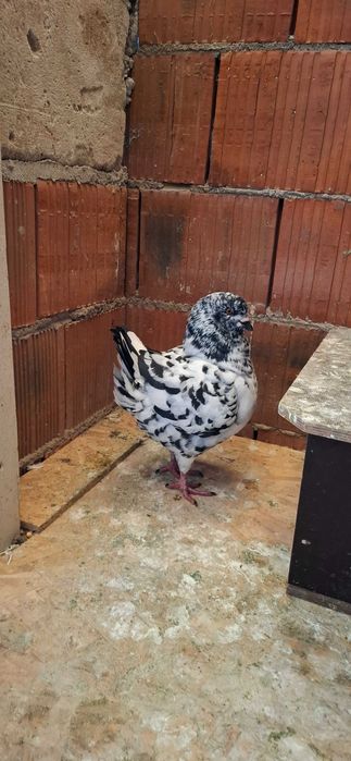 Porumbei king de vanzare