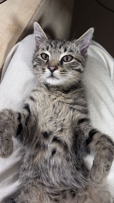 Котенок  в добрые руки