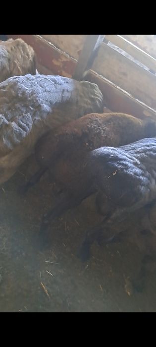 Кошкар Продам жирный