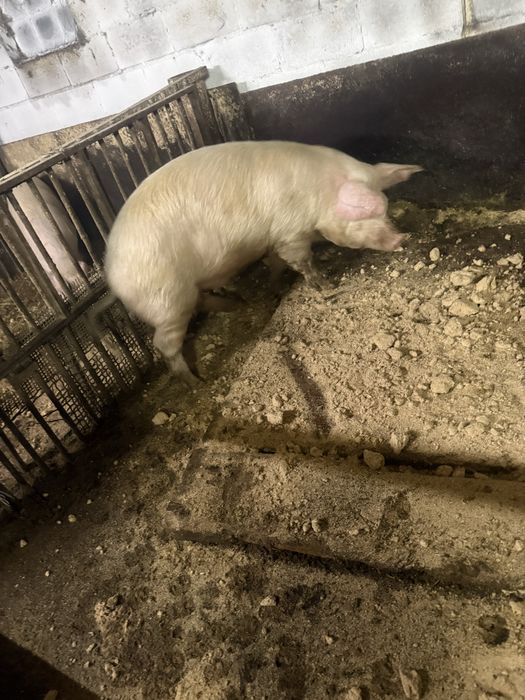 Продам кабана на племя