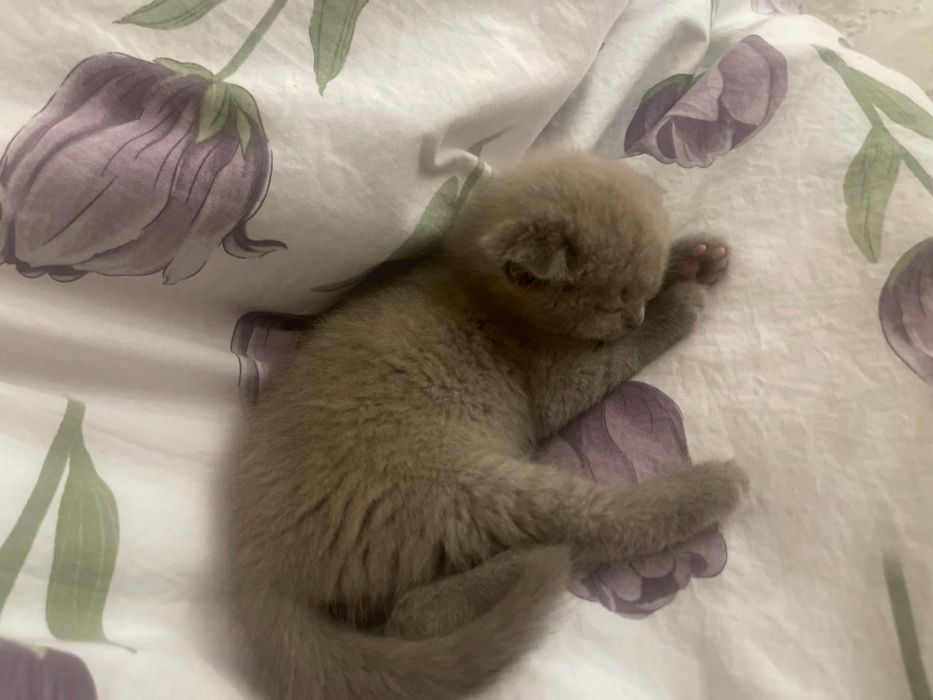 Продается кошка шотландская вислоухая 2 месяца