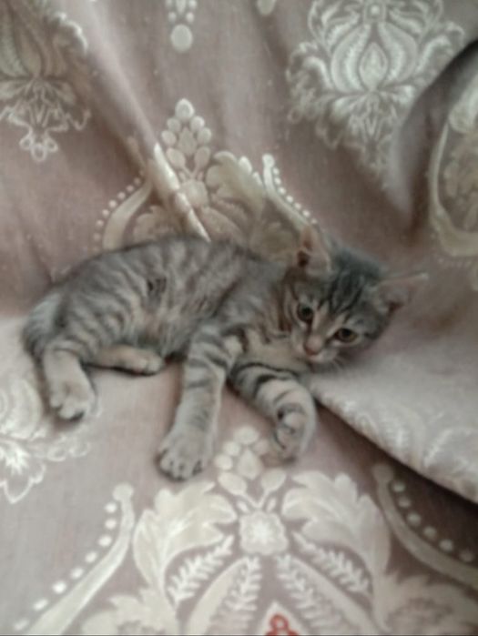 Отдам котят в добрые руки.