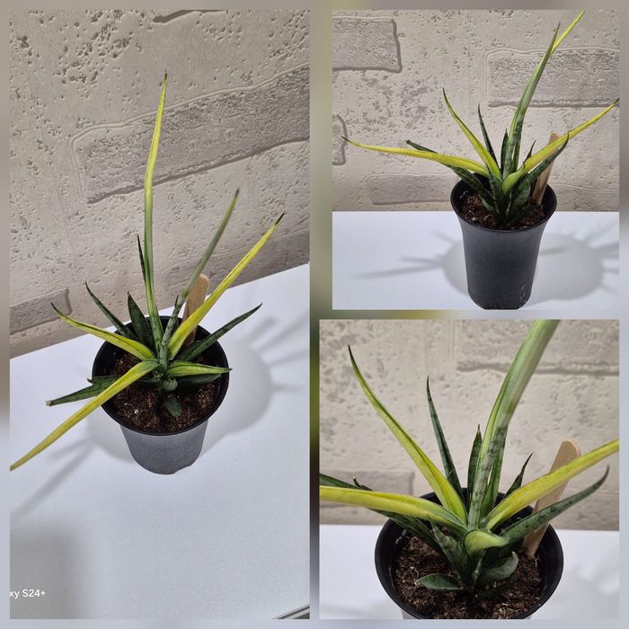 Сансевиерия мини "Комет Кризанта Лемон"