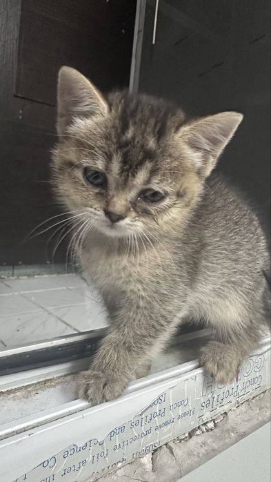 Отдам котят в добрые руки