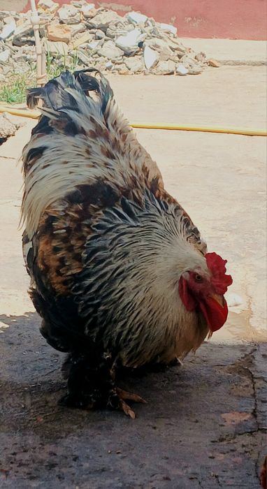 Brama xoʻroz sotiladi