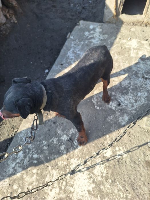 Ягдтерьер,  кобель 3 года