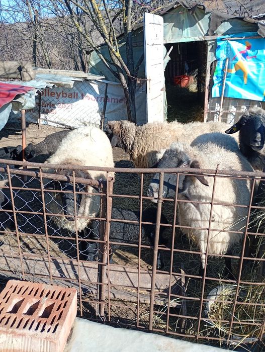 Vând 5 oi și 1 berbec,carabașă de Teleorman