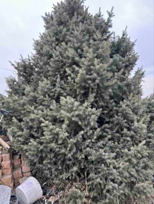 Продам живую елку.