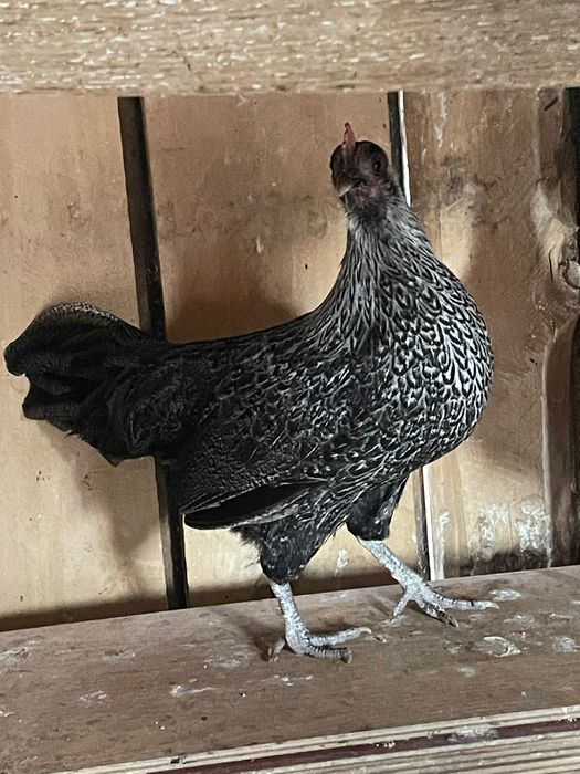 Vând pereche de phoenix