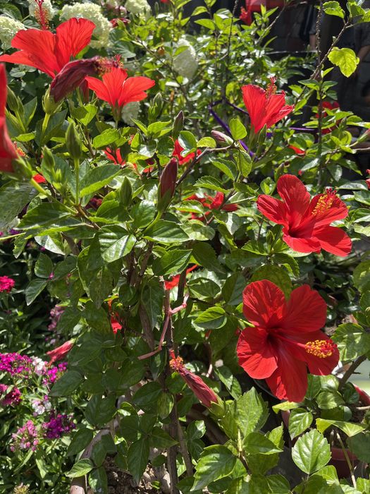 Комнатные цветы