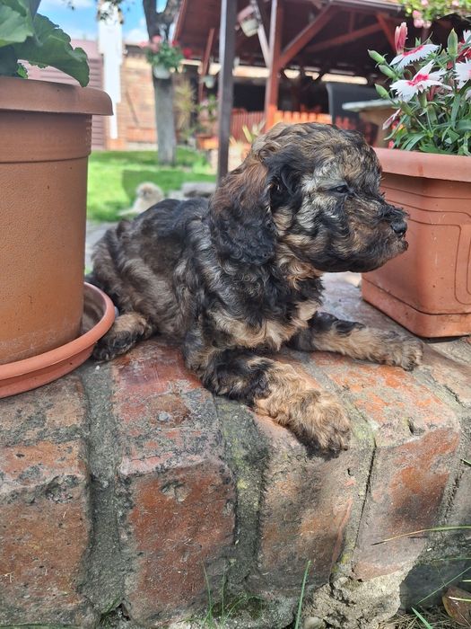 Pudel/Poodle fetita