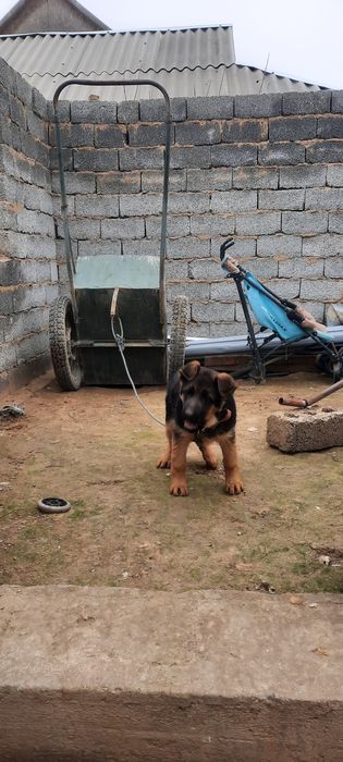 Овчарка сатылады