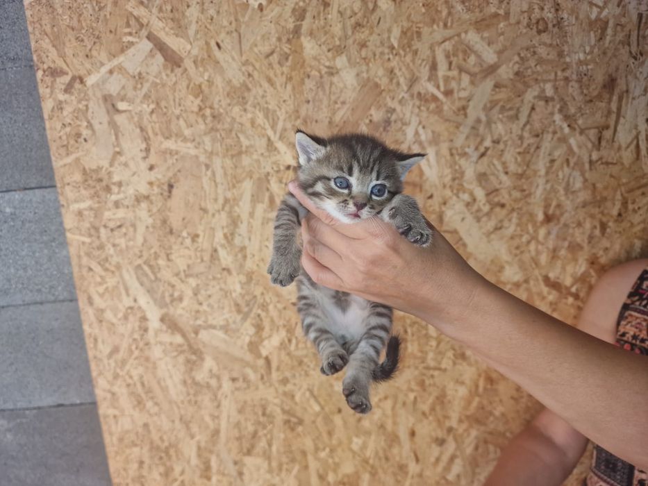 Отдам в хорошие руки котят