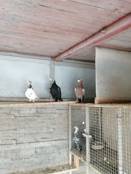 Vând voiajor stil vechi( duduros)