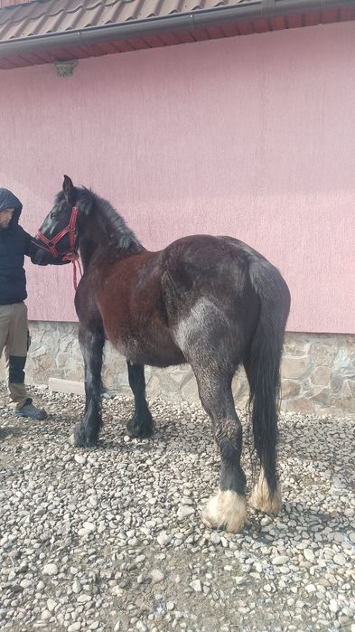 Vând iapa de 3 ani jumate gestanta