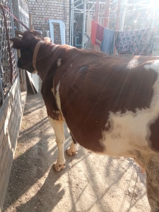 Bugoz sigir sotiladi