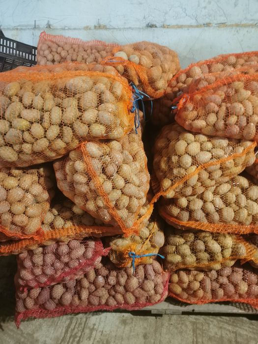 Vând cartofi de sămânță