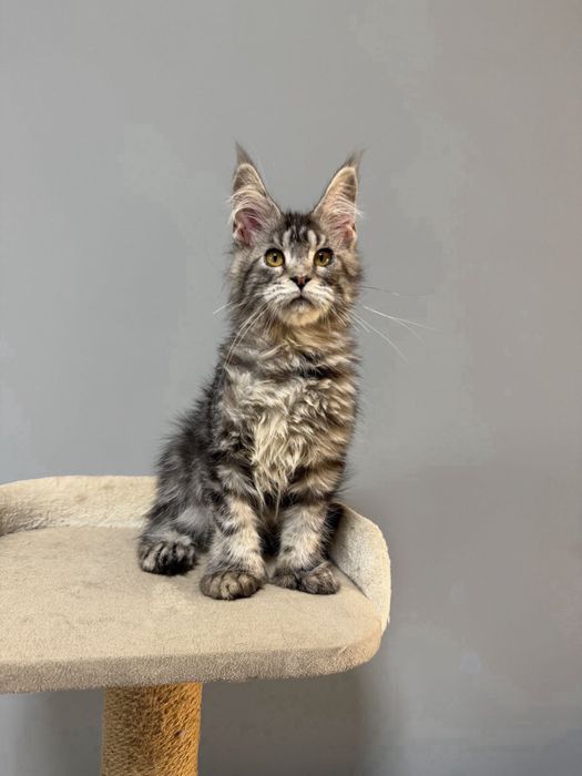 Котята Мейн кун гиганты