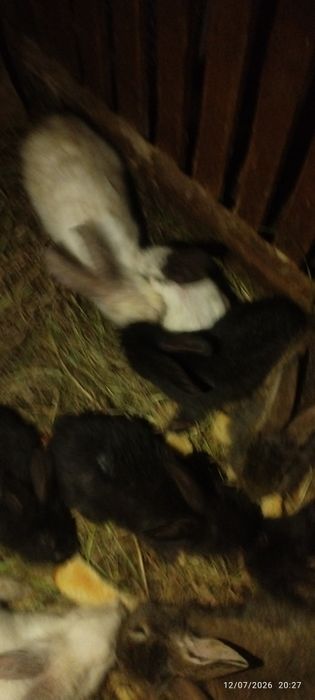 Quyon sotiladi 35 mingdan boshlanadi